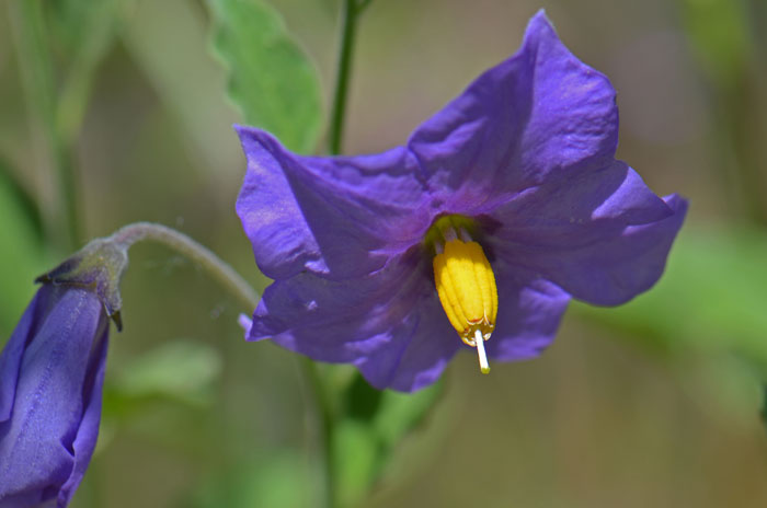 Purple Nightshade has showy flowers variable in color and shade from purple, violet, blue, and lavender and rarely white. Solanum xanti 